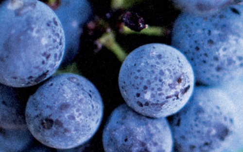 Présence des Eglises à la Fête des Vignerons 2019 Présence des Eglises à la Fête des Vignerons 2019